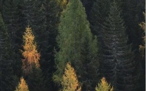 魅族18pro怎么设置桌面壁纸?魅族18pro设置桌面壁纸方法