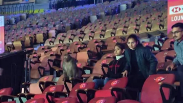 印度坚信“以猴制猴” 高薪聘请“猴语人”担任保安驱猴