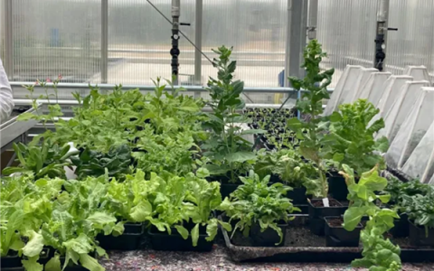 科学家首次种出带有肉味的菜：但你可能还尝不出来
